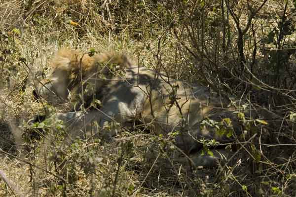 León - cráter del Ngorongoro - Tanzania 1.jpg